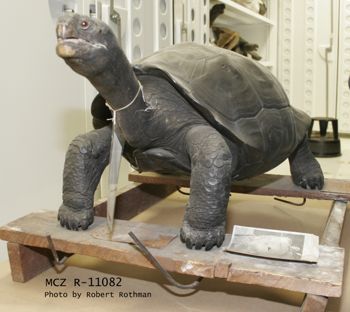 Media type: image; Herpetology R-11082